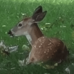 Deer Seized by US Go